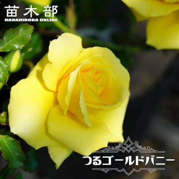 hanahirobaonline_rose-cl-go-
