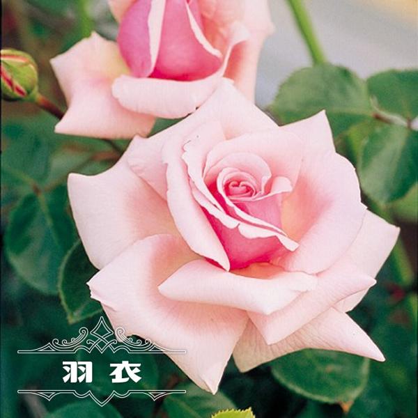 苗 つるバラ トゲが少ない Diy 工具の人気商品 通販 価格比較 価格 Com