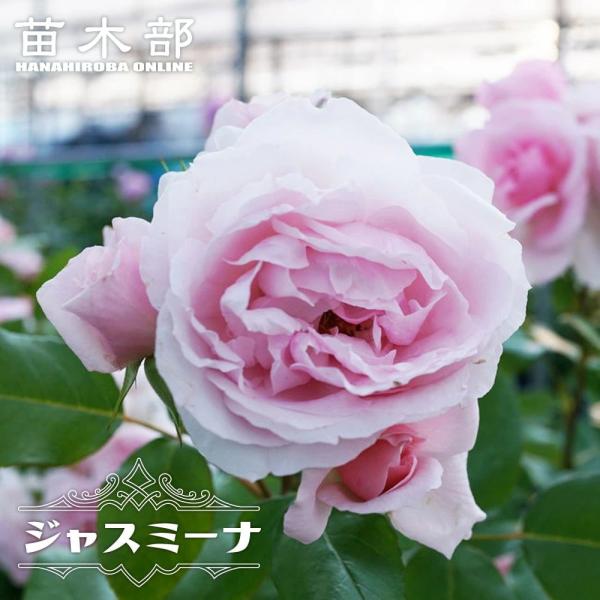 hanahirobaonline_rose-cl-jasumi-na