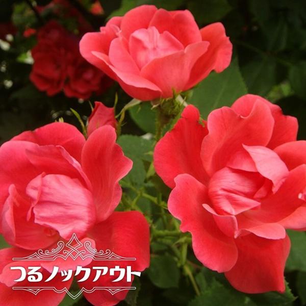 hanahirobaonline_rose-cl-