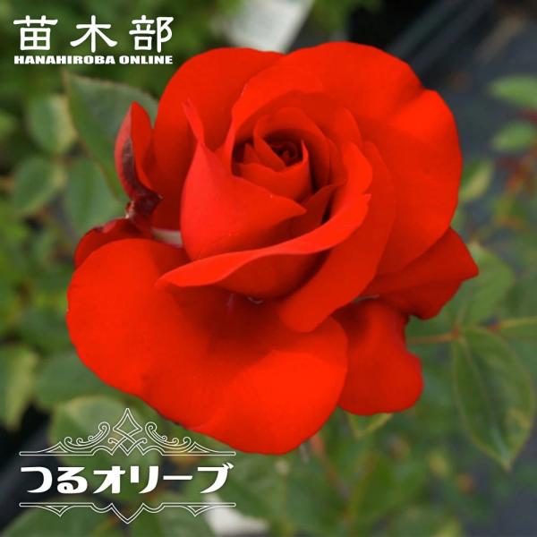 hanahirobaonline_rose-cl-ori-