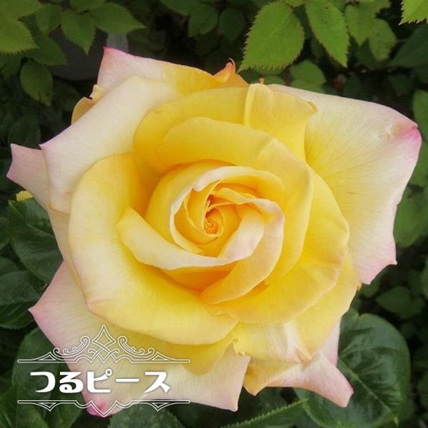 hanahirobaonline_rose-cl-pi-su-n