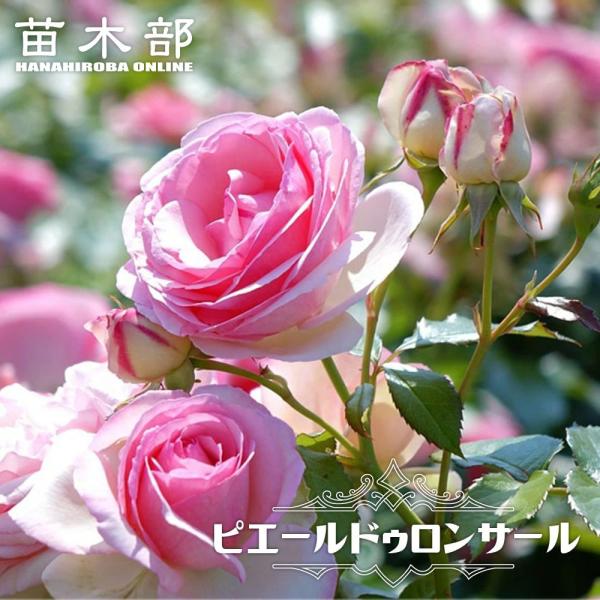 ピエールドゥロンサール薔薇苗木⑫商品確認中です つるバラ ピエールドゥロンサール 1年生新苗 3.5号ポット苗 : 苗木部