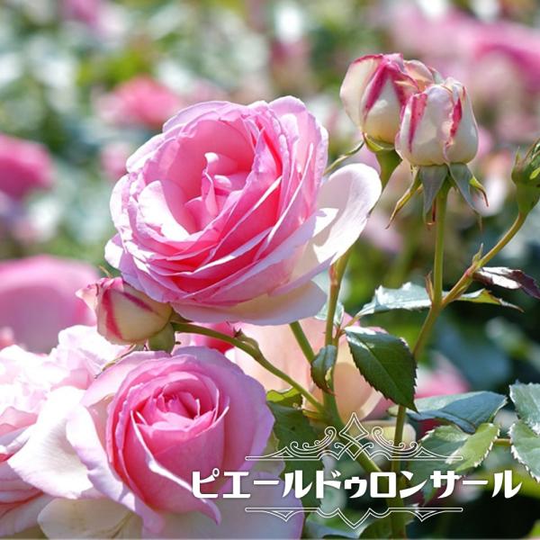 ピエールドゥロンサールの通販 価格比較 価格 Com