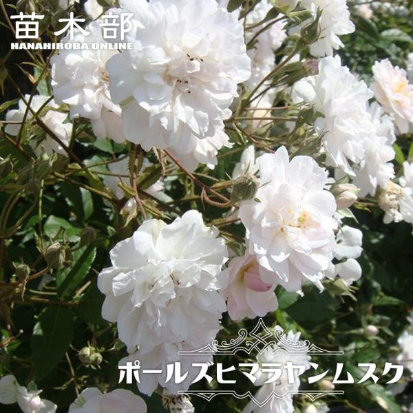 hanahirobaonline_rose-cl-po-