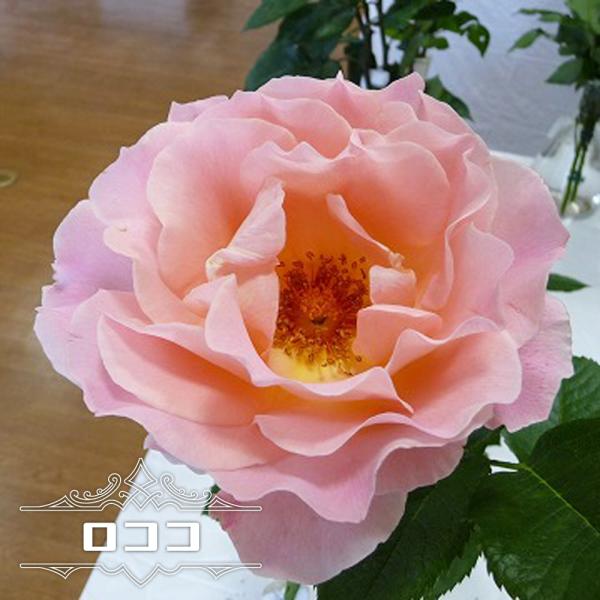 hanahirobaonline_rose-cl-rokoko1