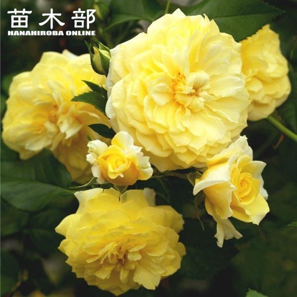 hanahirobaonline_rose-cl-sorero-n