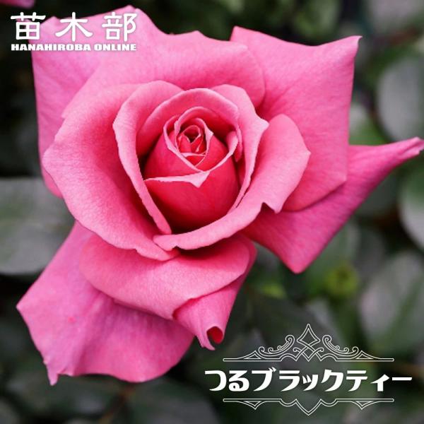 hanahirobaonline_rose-cl-