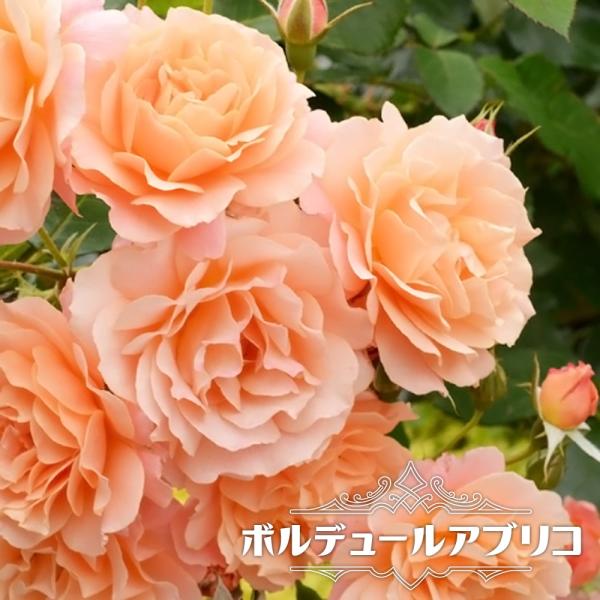 バラ苗 パピデルバール （大輪 デルバール ) (Del) 国産苗 大苗 6号