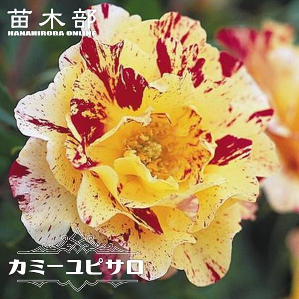 hanahirobaonline_rose-del-kami
