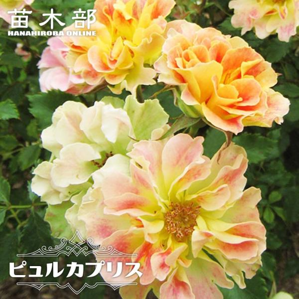 hanahirobaonline_rose-del-