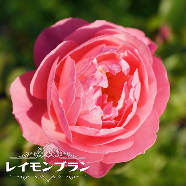 バラ苗 バイオレット 総合 Favofavoitems