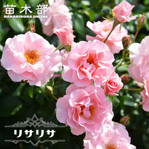hanahirobaonline_rose-del-risa