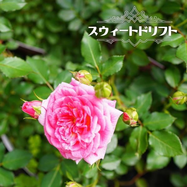 hanahirobaonline_rose-dfr-03