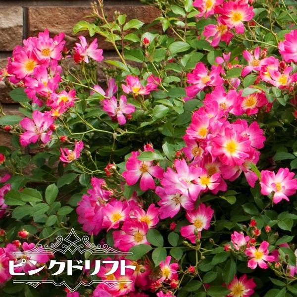 hanahirobaonline_rose-dfr-04