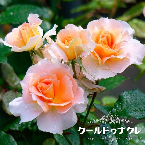 hanahirobaonline_rose-dor-