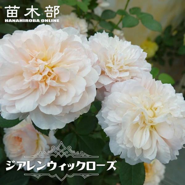 四季咲き強香バラ苗 ジアレンウィックローズ 2年生大苗 登録品種・品種
