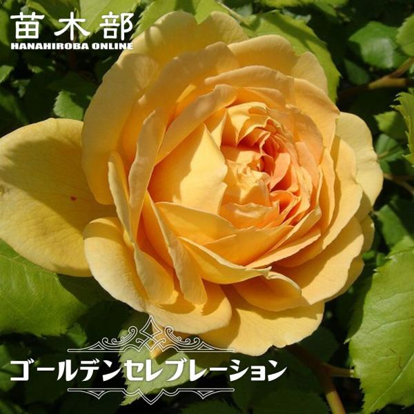 hanahirobaonline_rose-er-go-