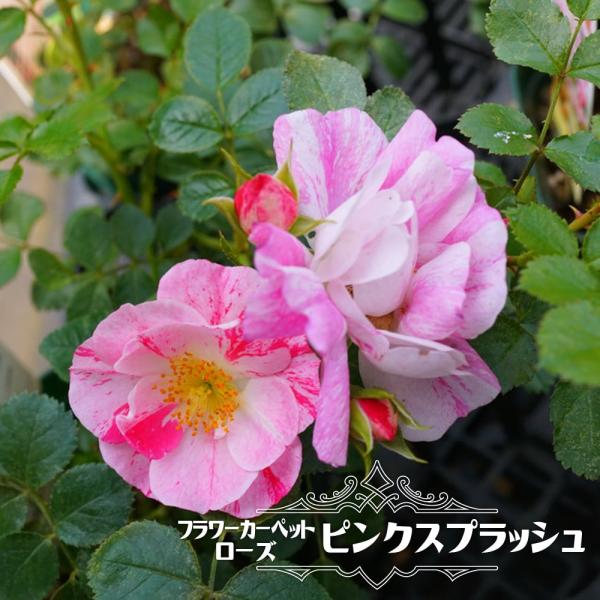 hanahirobaonline_rose-fcr-