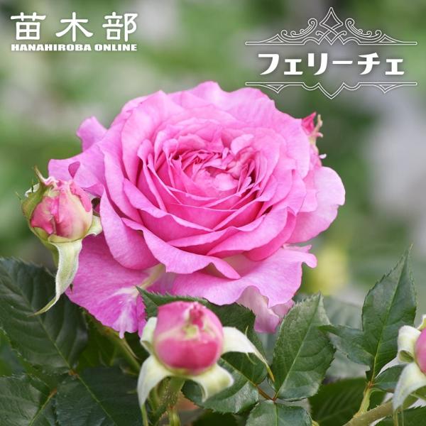 hanahirobaonline_rose-felice02