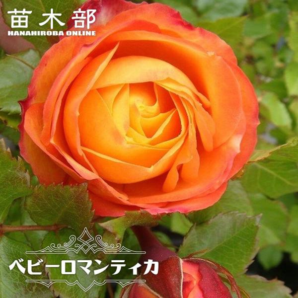 バラ 庭 Diy 苗の人気商品 通販 価格比較 価格 Com
