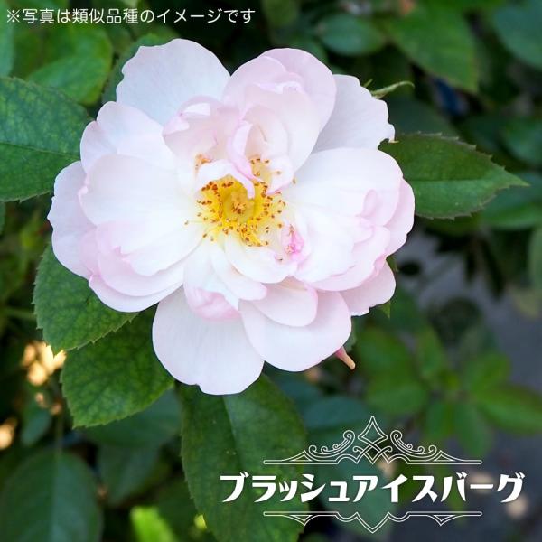 バラ苗 入手困難 超希少 多花性 四季咲き　レアバラ hanahirobaonline_rose-fl-brush