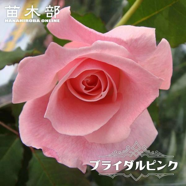 四季咲きバラ苗 ブライダルピンク 2年生大苗 爆買いweek : 苗木部 花