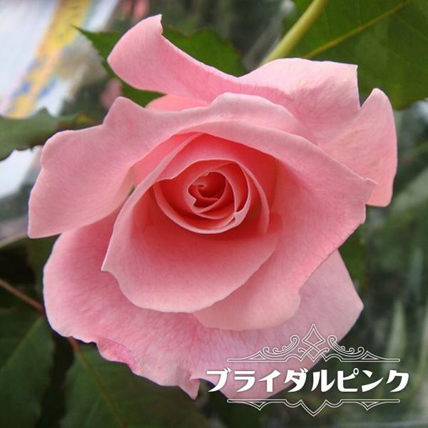 hanahirobaonline_rose-fl-
