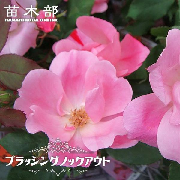 hanahirobaonline_rose-fl-
