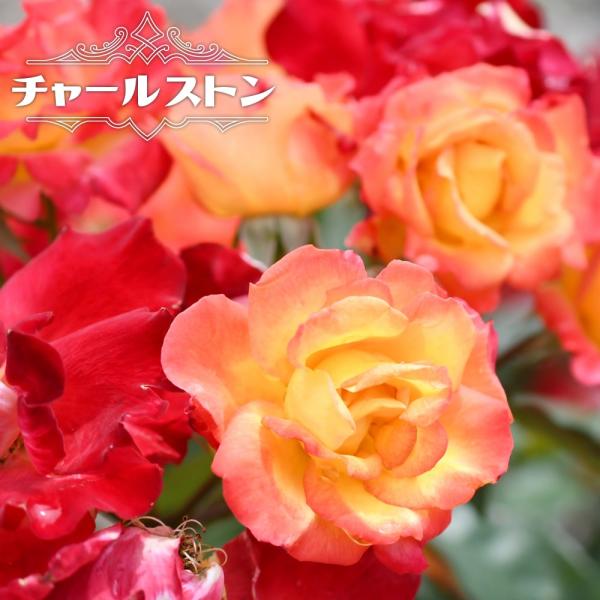 hanahirobaonline_rose-fl-cha-