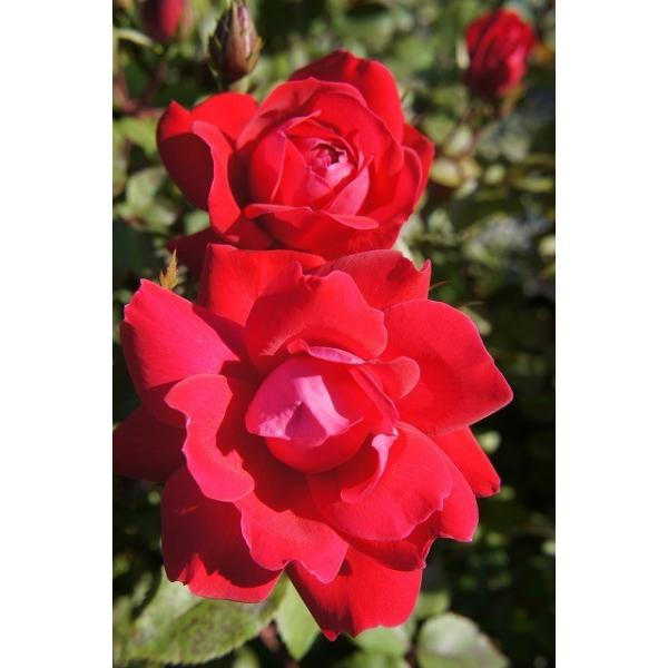 バラ苗 ダブルノックアウト 大苗 木立バラ 初心者に超おすすめ 木立 四季咲き ピンク バラ 苗 Buyee 日本代购平台 产品购物网站大全 Buyee一站式代购 Bot Online