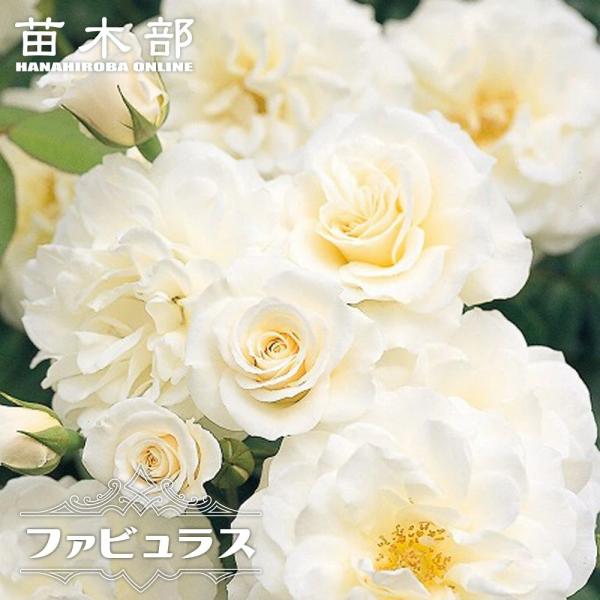 hanahirobaonline_rose-fl-fabyurasu