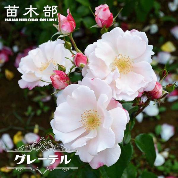 hanahirobaonline_rose-fl-gretel-02