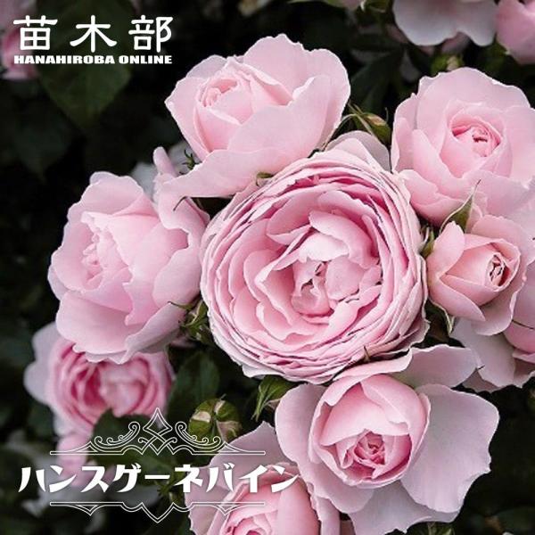 四季咲きバラ苗 ハンスゲーネバイン 2年生大苗 6号ポット : 苗木部 花