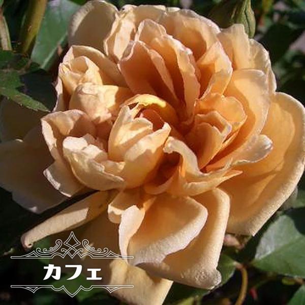 hanahirobaonline_rose-fl-kafe