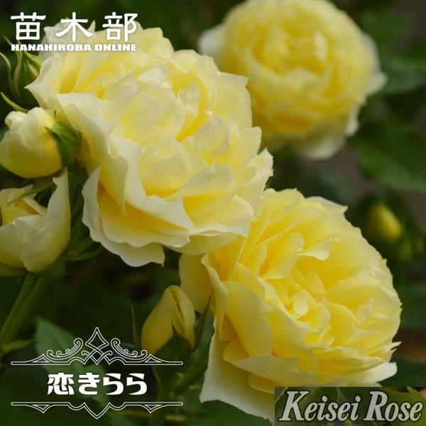 hanahirobaonline_rose-fl-koikirara