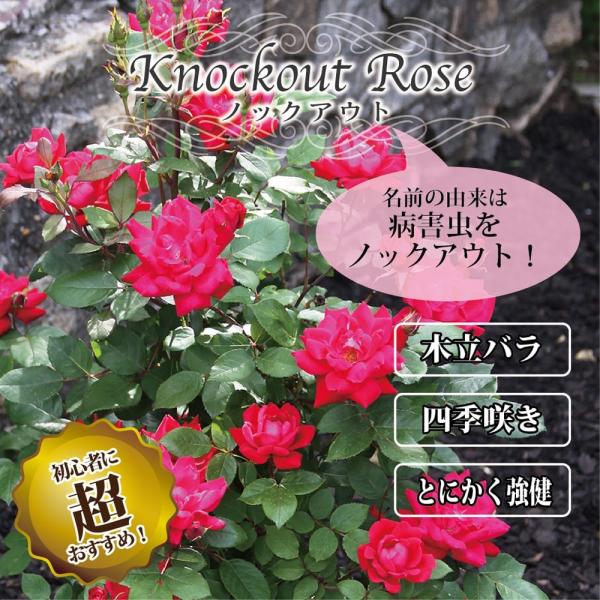 バラ苗 ノックアウト 大苗 木立バラ 初心者に超おすすめ 四季咲き 赤色 バラ 苗 木立 ティー系 Buyee Servis Zakupok Tretim Licom Buyee Pokupajte Iz Yaponii