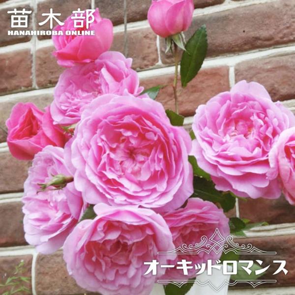 hanahirobaonline_rose-fl-o-