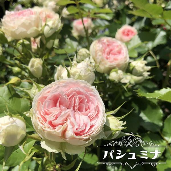 薔薇 カップ - 苗の人気商品・通販・価格比較 - 価格.com