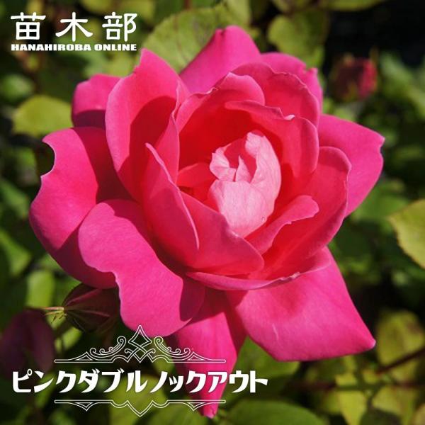 hanahirobaonline_rose-fl-