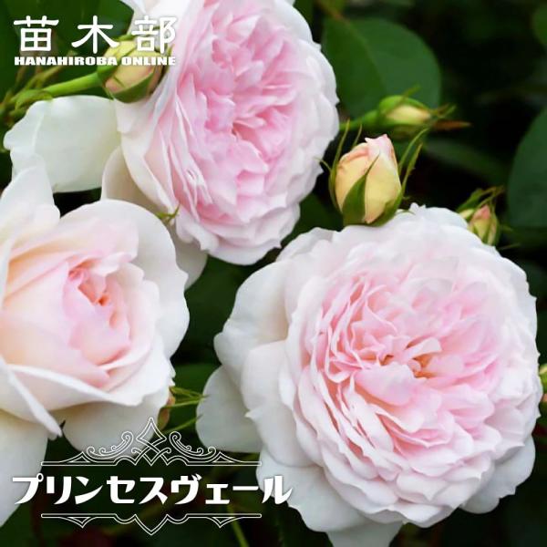 hanahirobaonline_rose-fl-