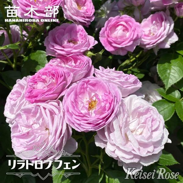 hanahirobaonline_rose-fl-