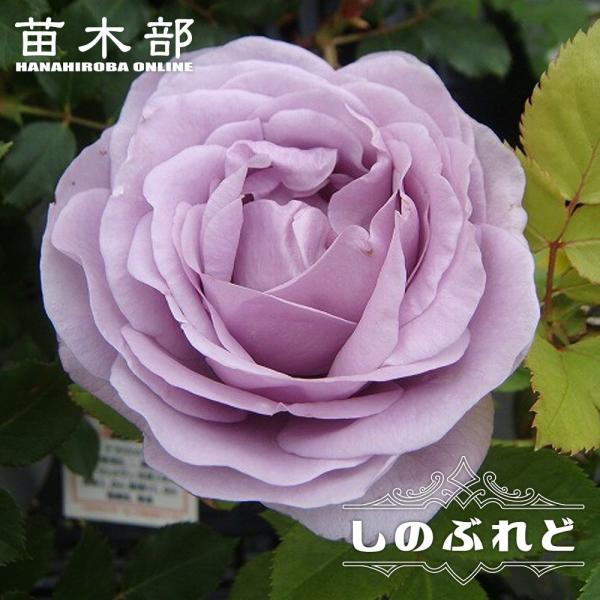 hanahirobaonline_rose-fl-