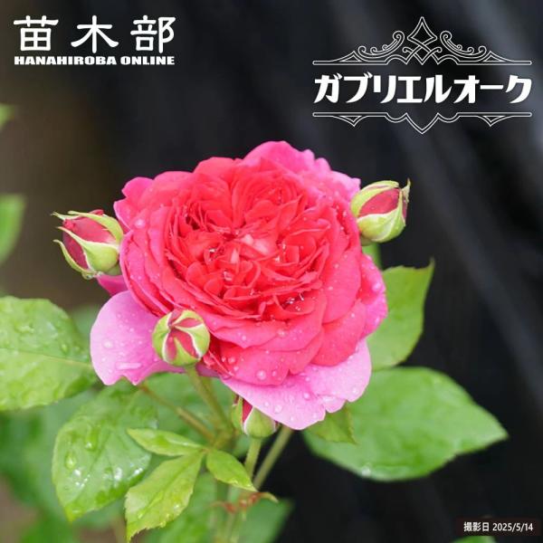 強香バラ苗 ガブリエルオーク 2年生大苗 登録品種・品種登録 予約販売12月〜翌年1月頃入荷予定