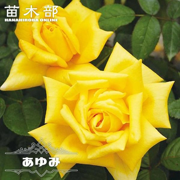 hanahirobaonline_rose-ht-ayumi