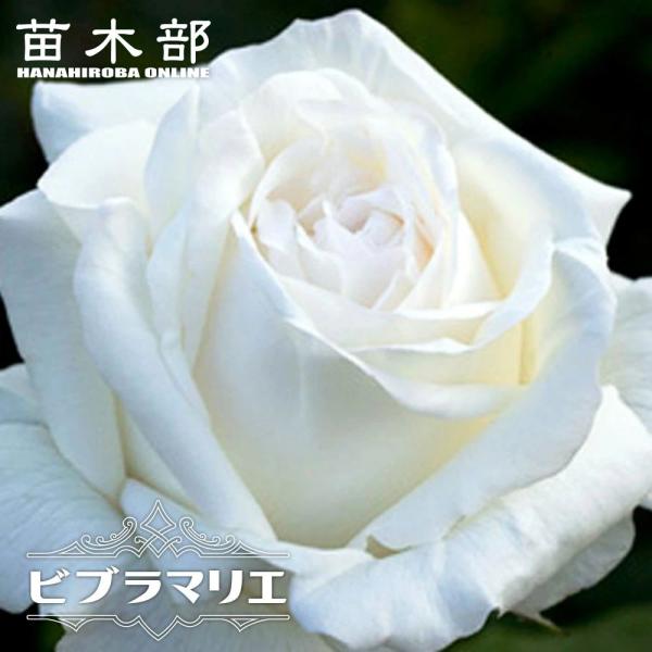 四季咲き強香バラ苗 ビブラマリエ 2年生大苗 予約販売12月〜翌年1月頃入荷予定