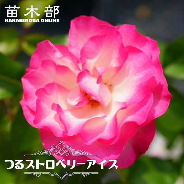 hanahirobaonline_rose-ht-bo-da