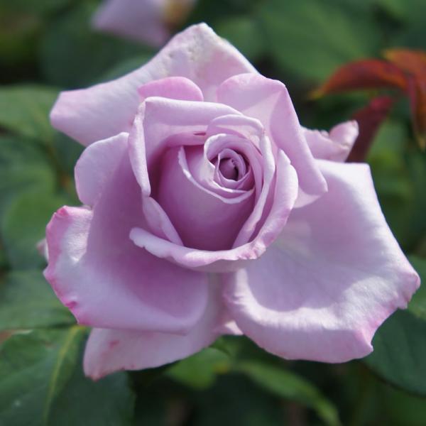 バラ苗 ブルームーン 国産苗 大苗 6号ポット 四季咲き 青紫色 強香 強健 バラ 苗 Buyee Buyee Japanese Proxy Service Buy From Japan Bot Online