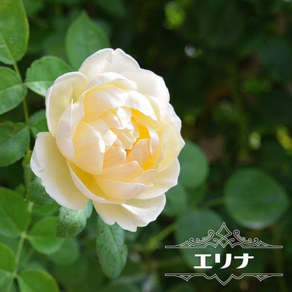 hanahirobaonline_rose-ht-erina