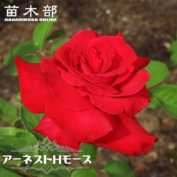 hanahirobaonline_rose-ht-